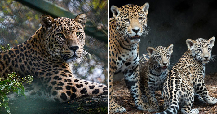 World’s First Jaguar Cub Born By Artificial Insemination Was Eaten By Mom, Scientists Persevere