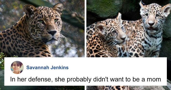 Attempts To Artificially Inseminate Jaguars And Lions Have Had Tragic Results