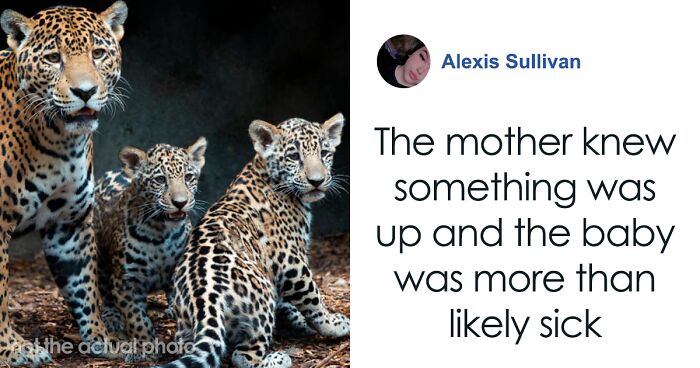 First Jaguar Born Via Artificial Insemination Was Eaten By Mom—But Scientists Aren’t Giving Up