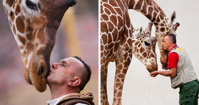 A Heartbreaking Day At The Macedonian Zoo: Zookeeper And Giraffe Both Pass Away, Leaving A Legacy