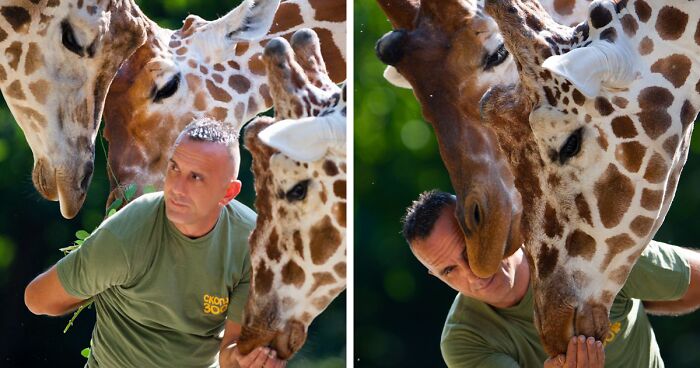 A Heartbreaking Day At The Macedonian Zoo: Zookeeper And Giraffe Both Pass Away, Leaving A Legacy