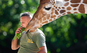 This Zookeeper And The Giraffe He Cared For Over A Decade Both Passed Away On The Same Day Leaving A Legacy To The Macedonian Zoo