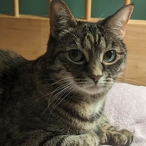 illamoskowitz avatar