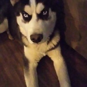 kirtlanjessie avatar