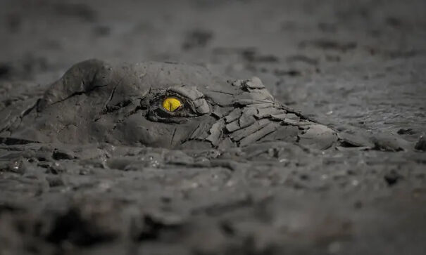 22Danger-in-the-Mud22-photo-by-Jens-Cullmann-2020-GDT-Nature-Photographer-of-the-Year-665fa08d732db-png.jpg