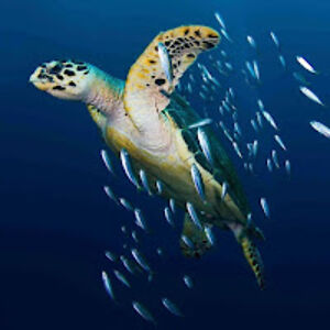 christinejordan_1 avatar