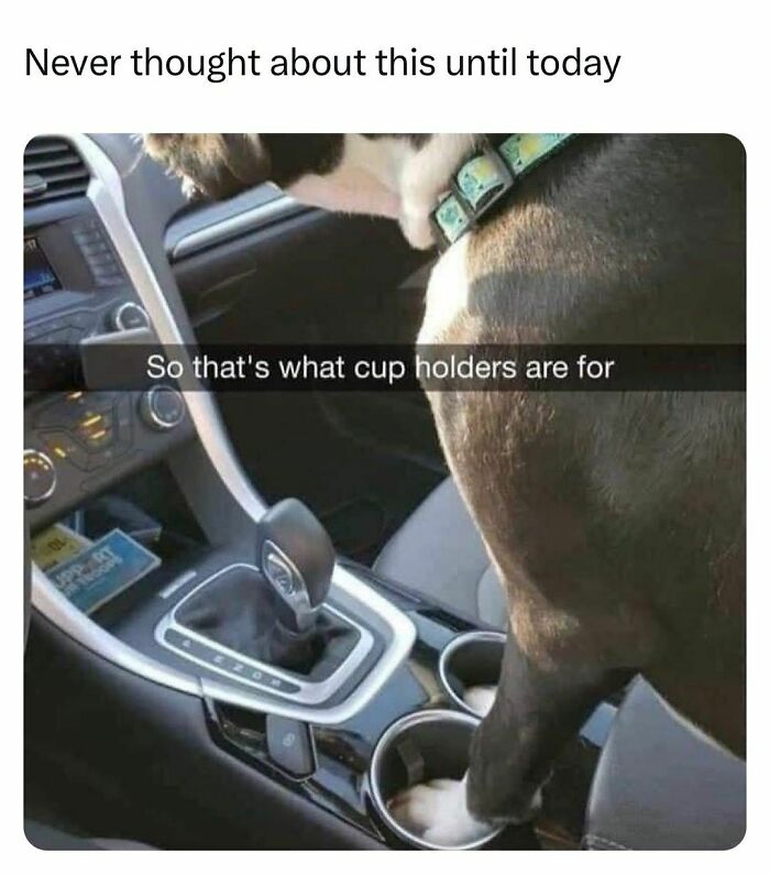 Dog with paw in cup holder inside a car, illustrating relatable moments of students and young adults living interesting lives.