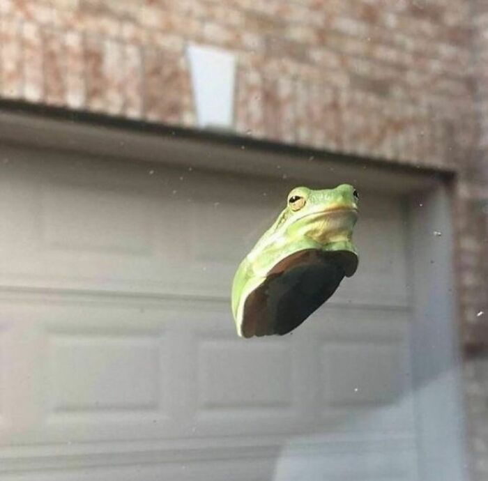 Green frog stuck to a glass window creating a random and cringe photo with a unique sense of humor vibe.