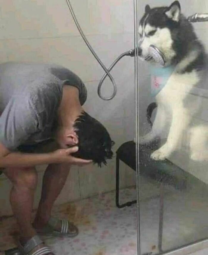 Man washing hair under dog shower head held by husky inside bathroom, a random and cringe photo for unique humor fans