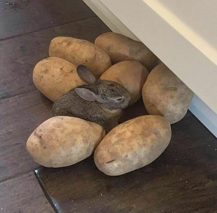Small rabbit nestled among large potatoes on wooden floor, a random and cringe photo capturing unique sense of humor.