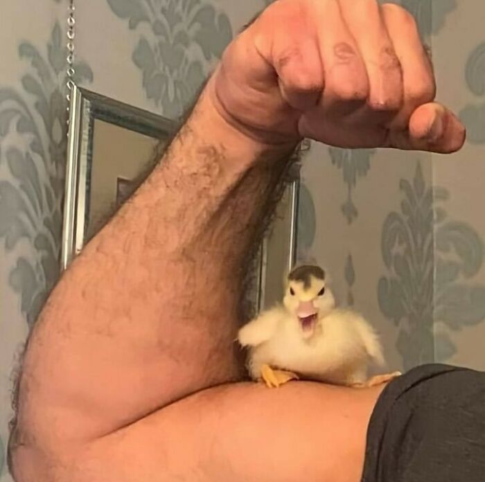 A small chick with an open beak sitting on a muscular arm in a random and cringe photo with unique humor.