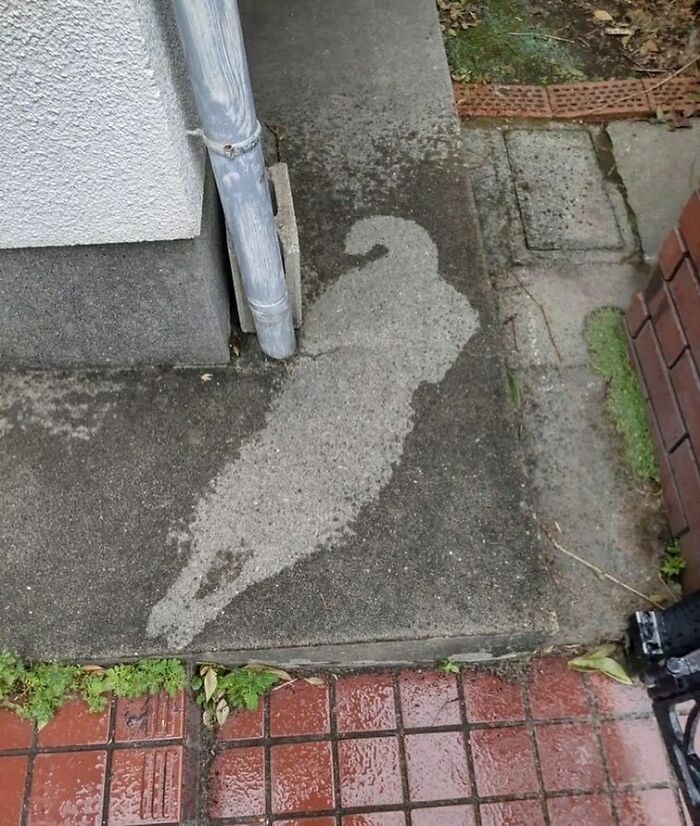 Wet sidewalk stain shaped like a ram's head near a drainpipe, a random and cringe photo for unique humor lovers.