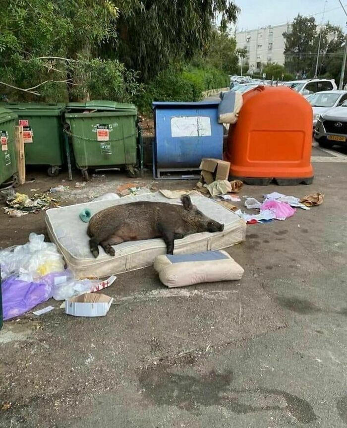 Wild boar sleeping on a discarded mattress near trash bins in a random and cringe outdoor urban scene.
