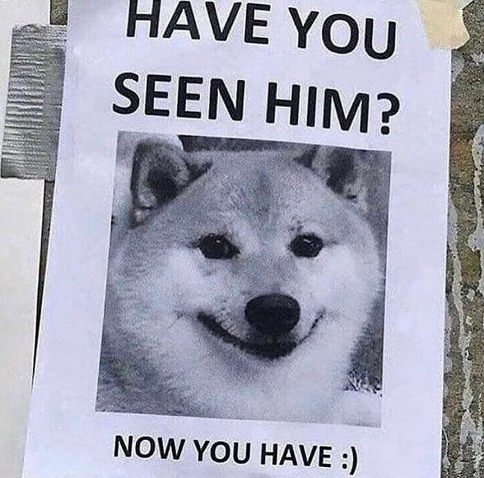 Funny missing dog poster with a smiling Shiba Inu, perfect for fans of random and cringe photos humor.