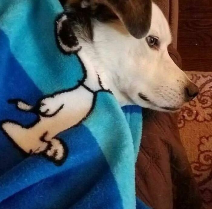 Dog wrapped in a blanket with a funny design creating a random and cringe photo for unique humor fans.