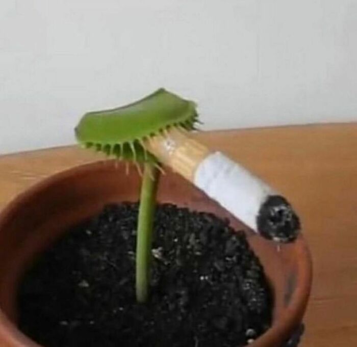 Venus flytrap plant in a pot holding a lit cigarette, a random and cringe photo with unique humor appeal.