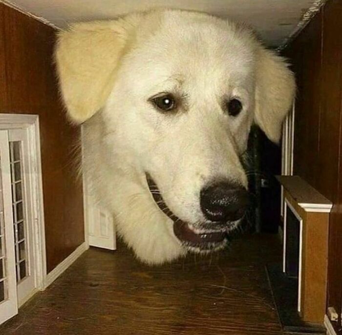 Large dog head humorously appearing oversized inside a small room, showcasing a random and cringe photo for unique humor fans.