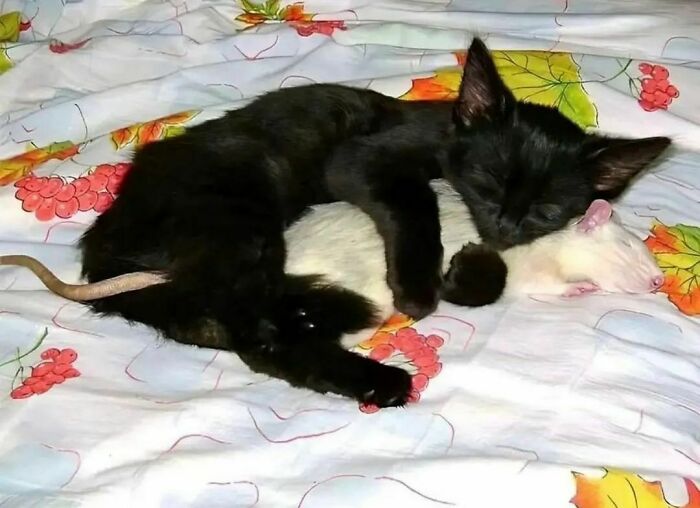 Black cat hugging a white rat while sleeping on a floral blanket, a random and cringe photo for unique sense of humor fans.