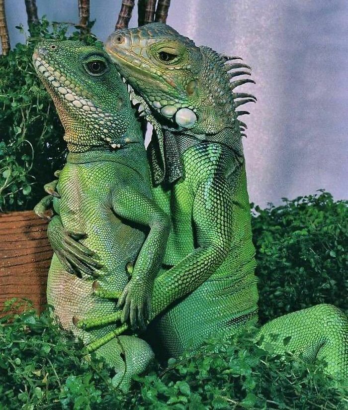 Two iguanas hugging each other among greenery in a random and cringe photo for unique sense of humor fans