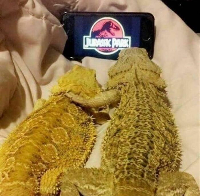 Two bearded dragons watching Jurassic Park on a phone, a random and cringe photo for unique sense of humor fans