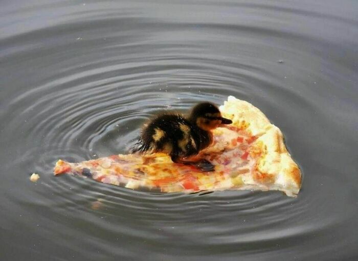 Duckling sitting on a floating pizza slice in water, a random and cringe photo capturing unique humor moments.