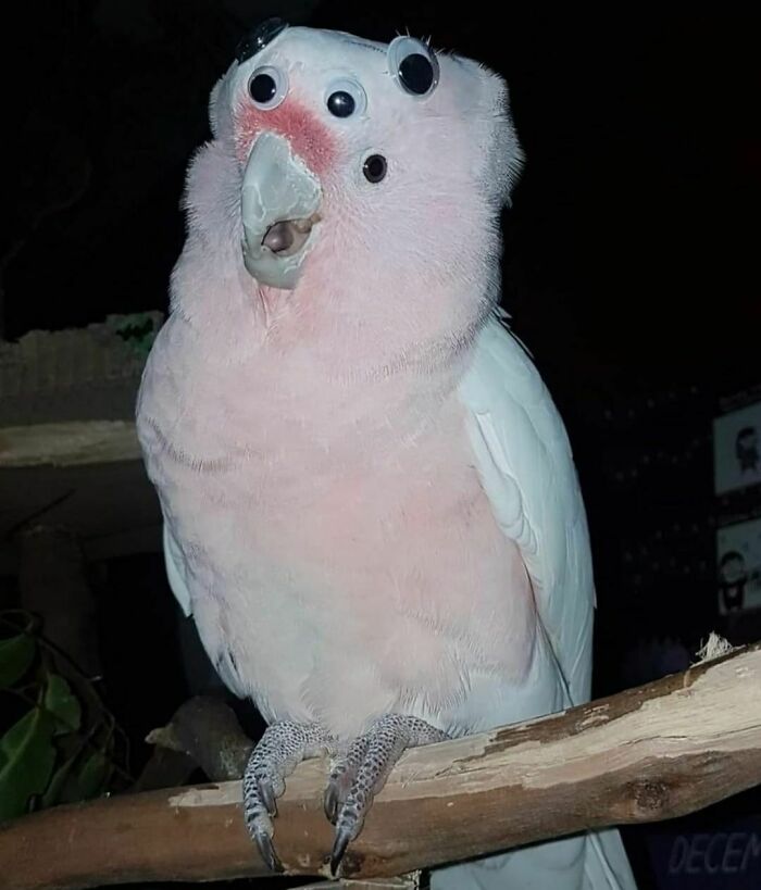 Parrot with multiple googly eyes attached, creating a random and cringe photo for unique sense of humor enthusiasts.