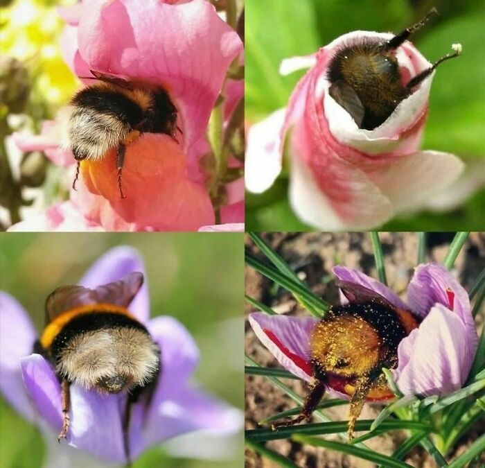Close-up photos of bees in flowers capturing random and cringe moments for unique sense of humor enthusiasts.