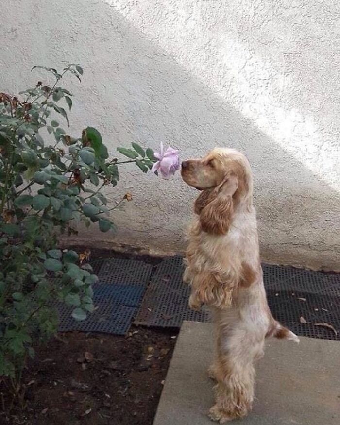 Dog standing on hind legs sniffing a flower in a garden, a random and cringe photo with unique sense of humor vibe.
