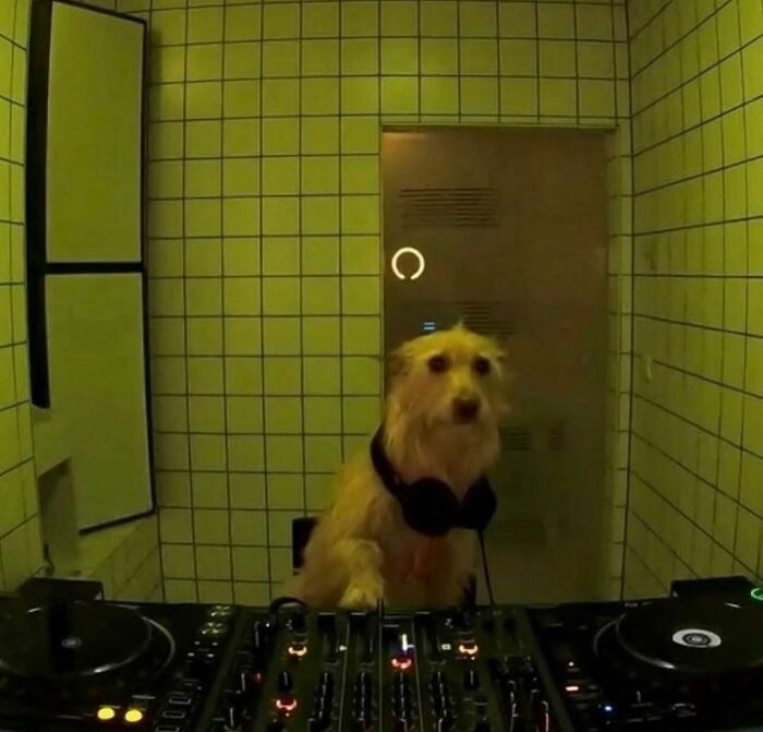 A dog wearing headphones acting as a DJ, mixing music on a console in a green-tiled room, showcasing random and cringe humor.