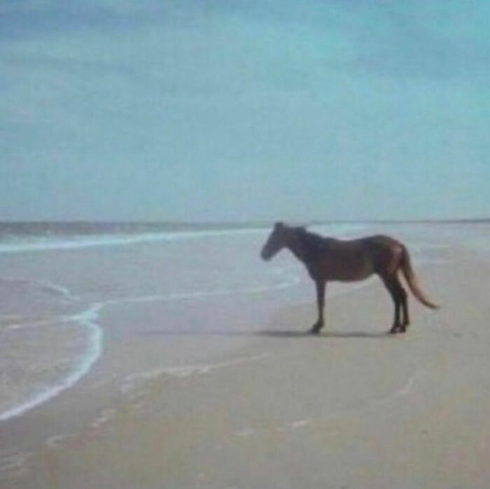 A blurry photo of a horse standing alone on a beach, showcasing random and cringe humor in a unique setting.