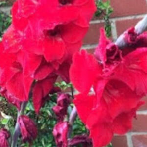 patrickgribben avatar