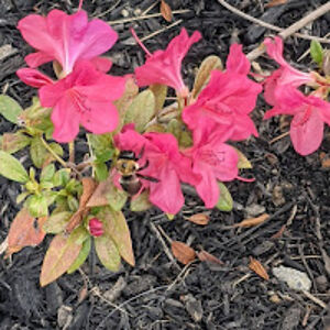 natashawilson_1 avatar