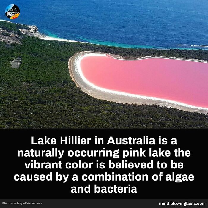 Aerial view of Lake Hillier, a naturally occurring pink lake in Australia caused by algae and bacteria.