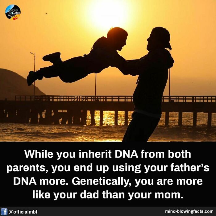 Silhouette of adult lifting child at sunset by a pier illustrating mind-blowing facts about DNA inheritance from fathers.