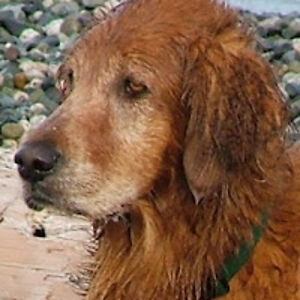 sironadianewhiting avatar