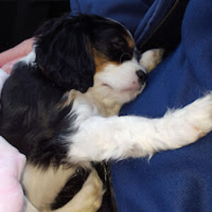 judithdesveaux avatar