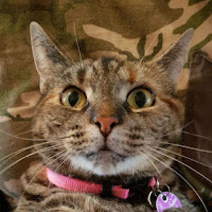 rebeccabyles_1 avatar