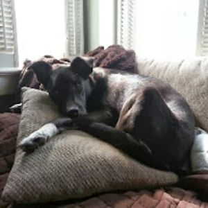 sarahedwards_3 avatar