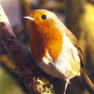 lucillelenden avatar