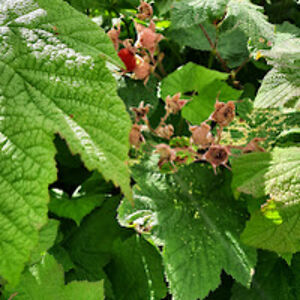 cmspurrill-kayser avatar