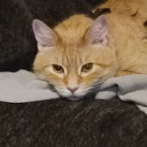 chelseaferguson avatar