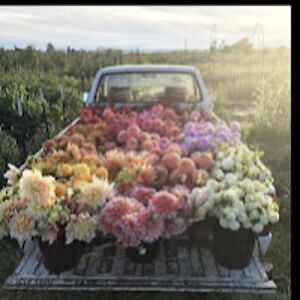 mariamsalajee avatar