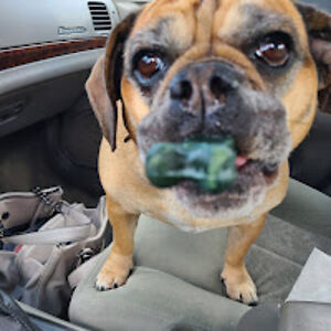 tracybillington avatar