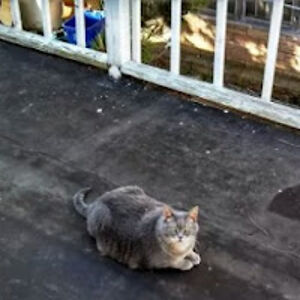 francinecanin avatar