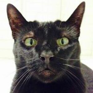 initiativbewerbung-julia-oberst avatar