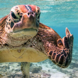 jennifermeadows_1 avatar