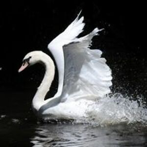 alexandria_lanier avatar