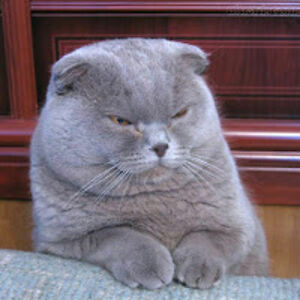 aliciagonzalez avatar