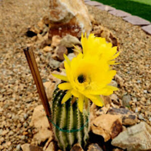 margaretbudge avatar