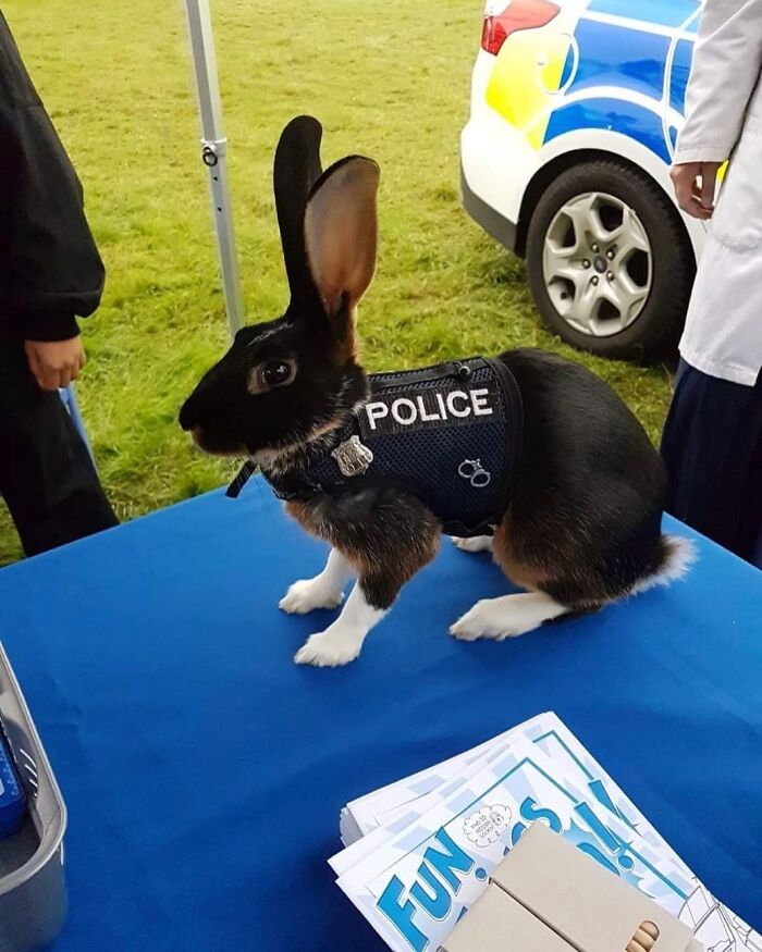 Police rabbit wearing a vest sitting on a table outdoors, one of the amusing and intriguing photos shared on Instagram.